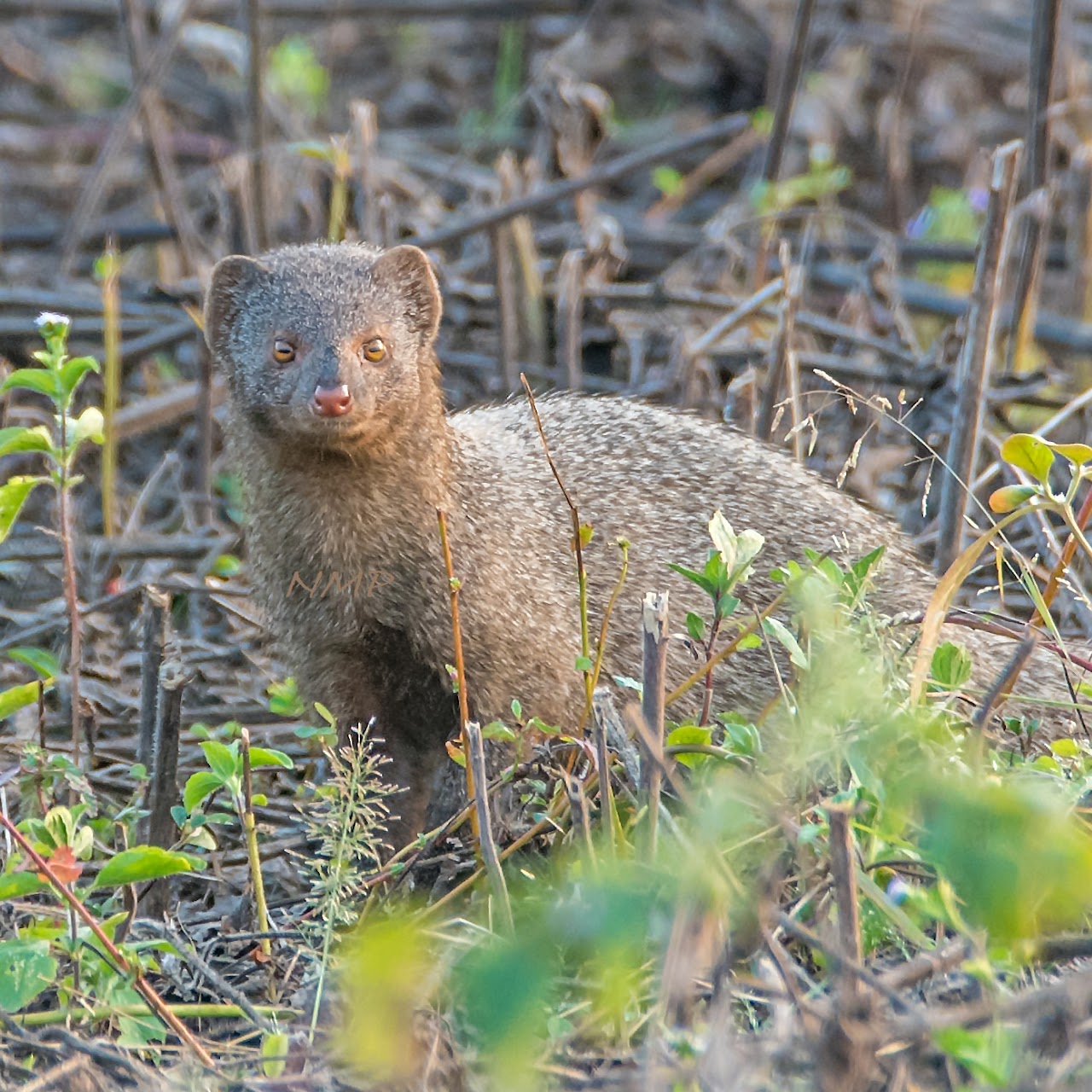 Indian grey mongoose